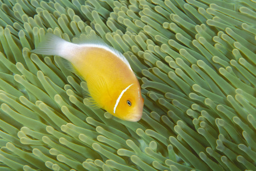 Mariana Islands, Saipan, Anemonefish And Anemone (Amphiprion Perideraion) Heteractis Magnifica PosterPrint - Item # VARDPI2001608