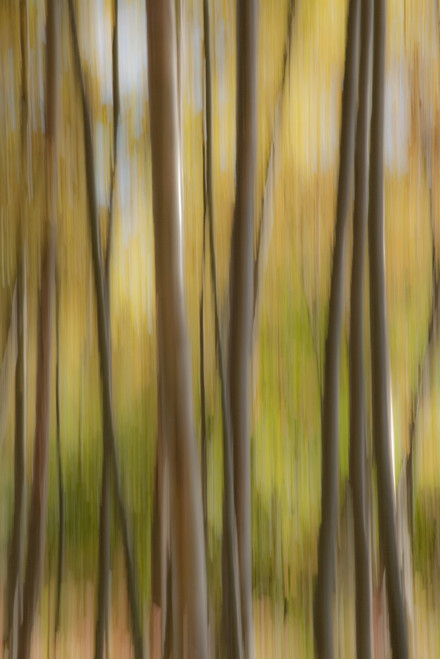 Abstract Of Birch Trees And Fall Colors, Alaska PosterPrint - Item # VARDPI2143637