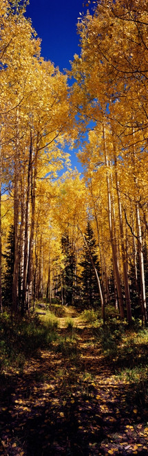 Dirt road passing through Aspen forest, Colorado, USA Poster Print - Item # VARPPI168242