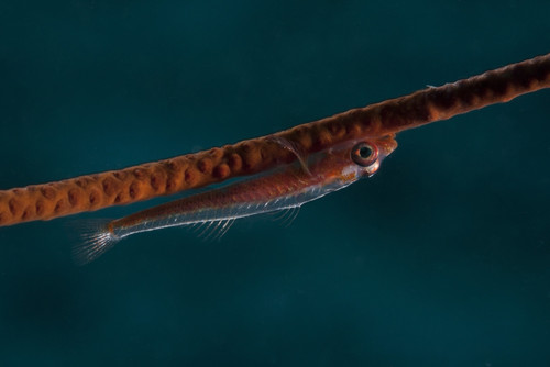 Whip coral goby, Fiji Poster Print - Item # VARPSTTMO400402U