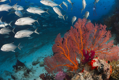 Alconarian and gorgonian coral with schooling bigeye jacks dominate this Fijian reef scene; Fiji PosterPrint - Item # VARDPI2424160