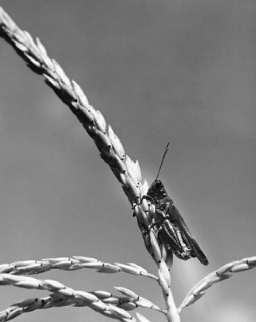 Close-up of a grasshopper on a husk Poster Print - Item # VARSAL25532345