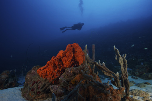 Scuba diver swimming underwater amongst sea sponges, Bonaire, Caribbean Netherlands Poster Print - Item # VARPSTTMO400001U