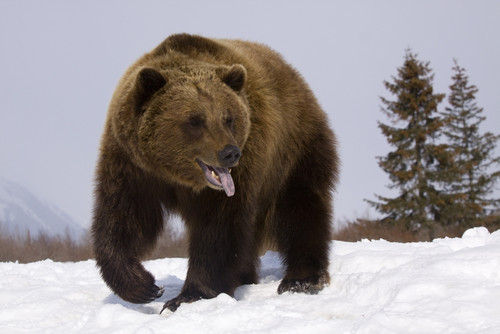 Captive: Grizzly Stands On Snow During Winter At The Alaska Wildlife Conservation Center, Southcentral Alaska PosterPrint - Item # VARDPI2149636