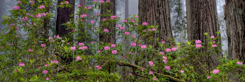 Rhododendron flowers in a forest, Redwood National Park, California, USA Poster Print - Item # VARPPI167677