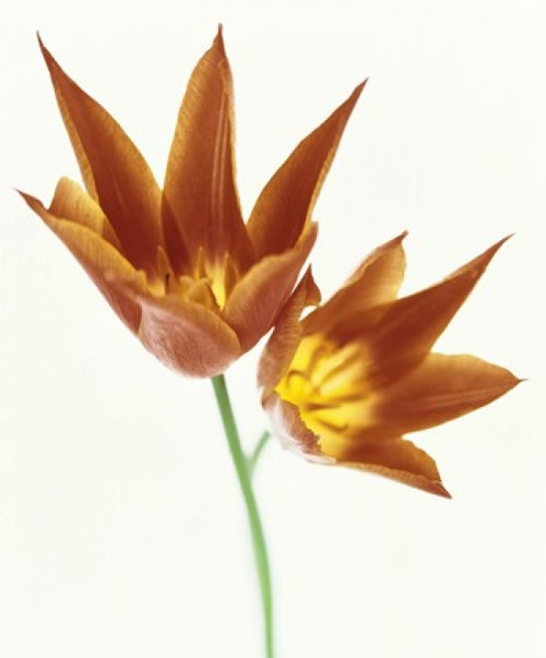 Close up of flowers Poster Print by Panoramic Images (14 x 16) - Item # PPI136221