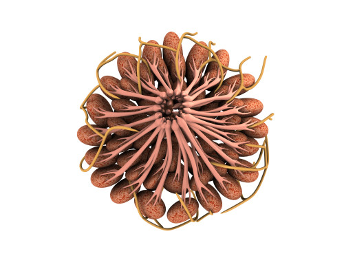 Conceptual image of female breast anatomy. Poster Print - Item # VARPSTSTK700778H