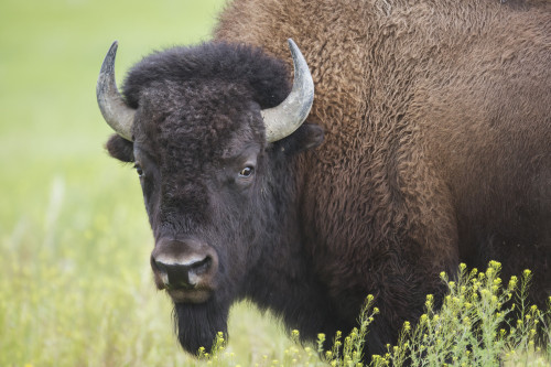 Bison, Grasslands National Park; Saskatchewan, Canada PosterPrint - Item # VARDPI2373821