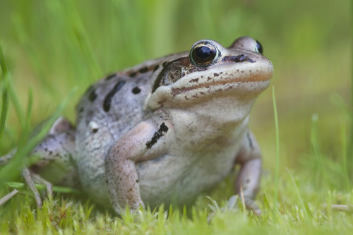 Wood Frog On The Copper River Delta During Summer, Southcentral Alaska PosterPrint - Item # VARDPI2093258