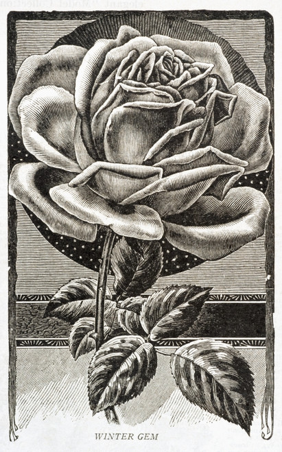 Historic illustration of Winter Gem Rose from 20th century. PosterPrint - Item # VARDPI12272543