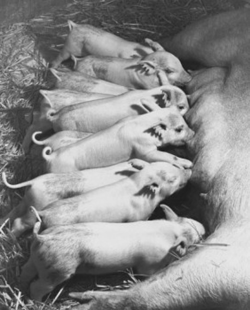 Sow feeding its piglets Poster Print - Item # VARSAL25530742