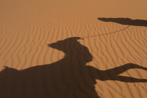 Morocco, Erg Chebbi area; Sahara Desert near Merzouga, Shadow of Berber 'Blue man' leading camel across sand dunes PosterPrint - Item # VARDPI2297309