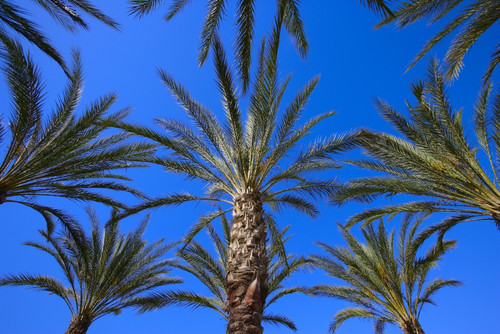 Palm Trees PosterPrint - Item # VARDPI1785598