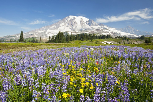 Wildflowers In Paradise Park With Mount Rainier In The Background; Mount Rainier National Park, Washington,Usa PosterPrint - Item # VARDPI1868519