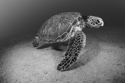 USA, Green Sea Turtle (Chelonia Mydas) on bottom of ocean; Hawaii PosterPrint - Item # VARDPI1978214