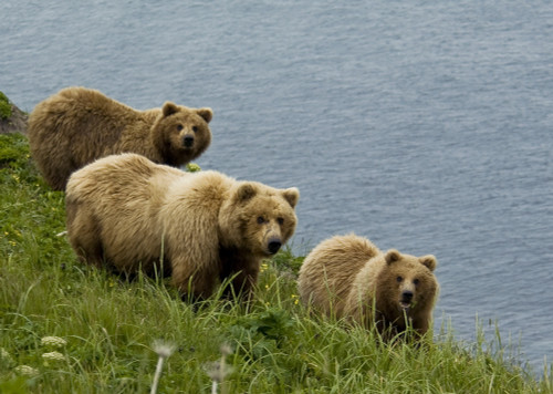 Brown Bear Sow And Cubs Eating Sedge Grasses In Hallo Bay, Katmai National Park, Southwest Alaska, Summer PosterPrint - Item # VARDPI2141555