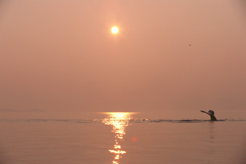 Alaska, Frederick Sound, Humpback Whale (Megaptera Novaeangliae) Fluke At Sunset PosterPrint - Item # VARDPI2002005