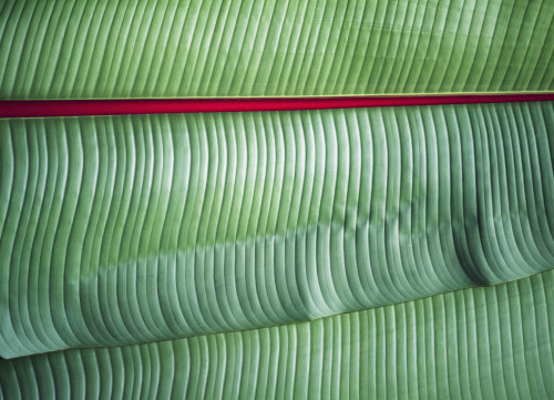 Detail Of Banana Leaves Near Ngorogoro National Park,Tanzania. PosterPrint - Item # VARDPI1911749
