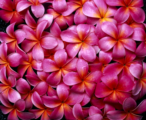 Flowers Pink Plumeria Frangipani, Background B1595 PosterPrint - Item # VARDPI1998895
