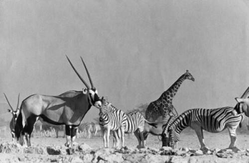 Namibia  Etosha National Park  Zebras standing with giraffe and gemsbok in field Poster Print - Item # VARSAL9902541