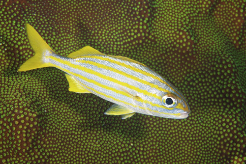 Smallmouth Grunt nestles against some hard coral, Bonaire, Caribbean Netherlands Poster Print - Item # VARPSTTMO400131U