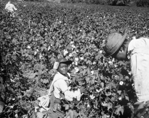 High angle view of a father with his child working in a cotton field  USA Poster Print - Item # VARSAL2556257