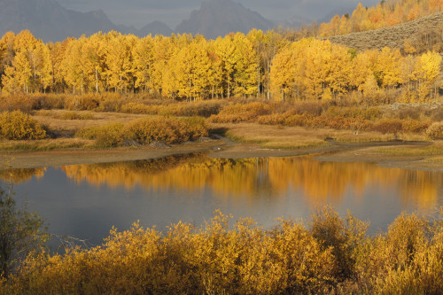 Autumn Foliage Surrounds A Pool In The Snake River; Wyoming, United States Of America PosterPrint - Item # VARDPI1911959