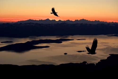 Silhouette Of Bald Eagles In Flight At Sunset Over The Inside Passage In Southeast Alaska. Composite PosterPrint - Item # VARDPI2160025