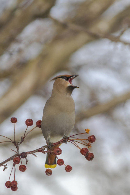 Close Up Of A Bohemian Waxwing With Mouth Open Feeding On Mountain Ash Berries In Anchorage, Southcentral Alaska, Winter PosterPrint - Item # VARDPI2332532