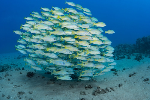 A school of Bluestripe Snapper (Lutjanus kasmira); Maui, Hawaii, United States of America PosterPrint - Item # VARDPI12254698