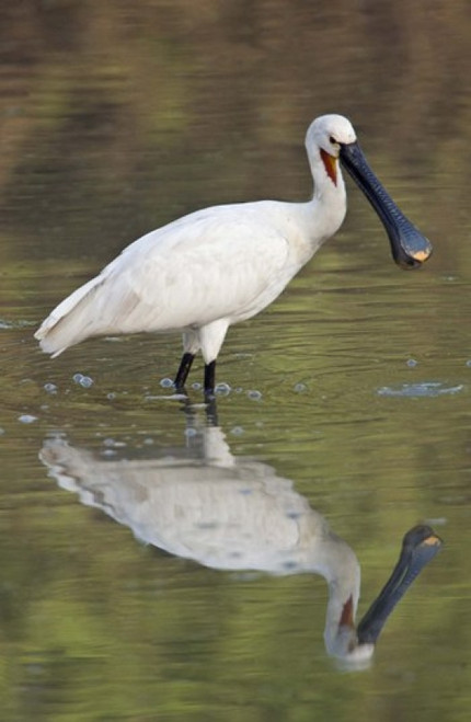Eurasian spoonbill (Platalea leucorodia) in a lake  Keoladeo National Park  Rajasthan  India Poster Print by Panoramic Images (16 x 24) - Item # PPI125740