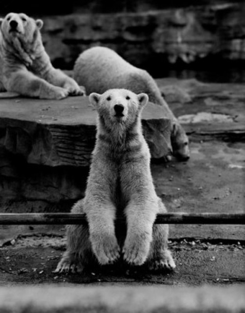 Polar Bear Poster Print - Item # VARSAL255420435