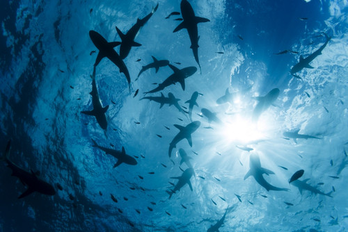 School of Grey reef sharks (Carcharhinus amblyrhynchos) at the surface of the water off the island of Yap; Yap, Micronesia PosterPrint - Item # VARDPI12254701