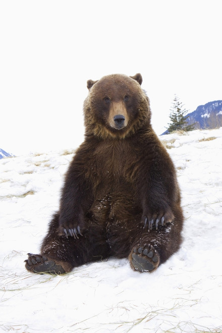 Captive: Grizzly During Winter Sits On Snow At The Alaska Wildlife Conservation Center, Southcentral Alaska PosterPrint - Item # VARDPI2093930