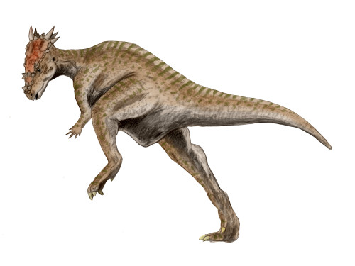Dracorex dinosaur, white background Poster Print