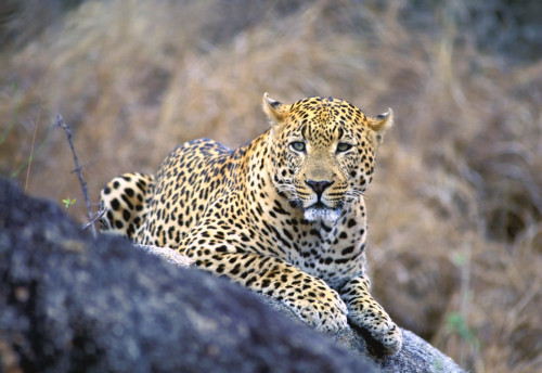 Male Leopard PosterPrint - Item # VARDPI1786297