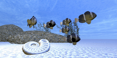 A school of clownfish swim on a beautiful sandy reef Poster Print - Item # VARPSTCFR300069U