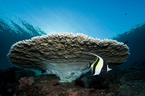 Reef scene with corals and fish, Komodo, Indonesia Poster Print - Item # VARPSTMME400167U