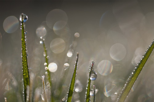 Dew sparkles in the grass; Astoria, Oregon, United States of America PosterPrint - Item # VARDPI2421781
