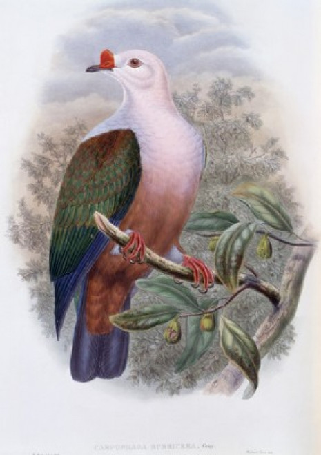 New-Ireland Fruit-pigeon John Gould Poster Print - Item # VARSAL900140771