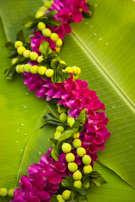 Hawaii, Oahu, Orchid Lei On Banana Leaves. PosterPrint - Item # VARDPI1977412