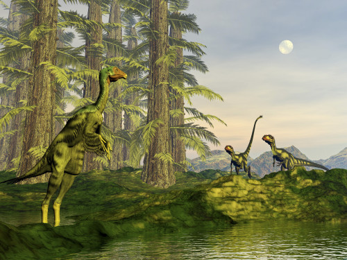 A Caudipteryx watching Dilong dinosaurs approaching approaching amongst Tempskya trees Poster Print - Item # VARPSTEDV600223P