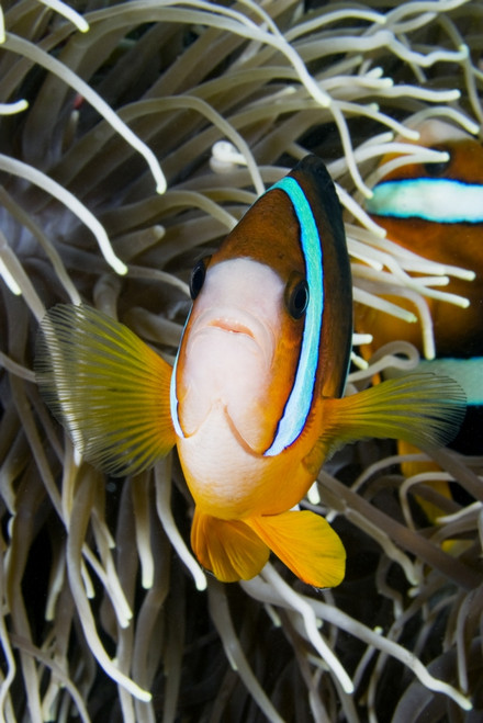 Clark's Anemonefish (Amphiprion Clarkii) And Sea Anemone ; Indonesia PosterPrint - Item # VARDPI1976182