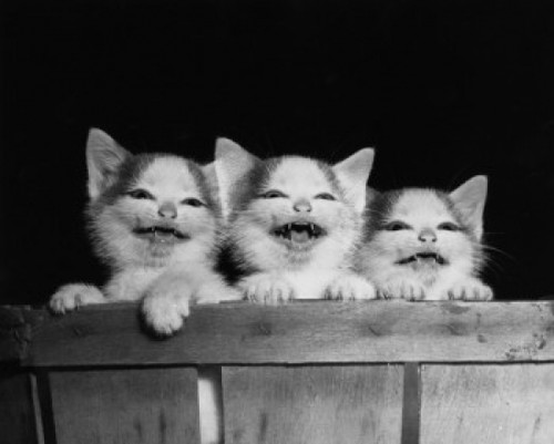 Three kittens hanging on the side of a basket Poster Print - Item # VARSAL25517773