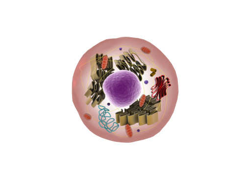 Microscopic view of animal cell Poster Print - Item # VARPSTSTK700858H