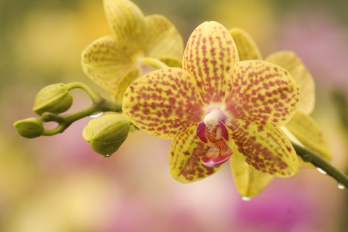 Hawaii, Close-Up Of Yellow Spotted Orchids With Dewdrops PosterPrint - Item # VARDPI1995560