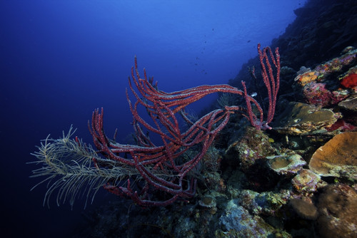 Rope sponges on a deep reef off the cosat of Bonaire, Caribbean Netherlands Poster Print - Item # VARPSTTMO400176U