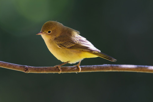 Female Wilson's Warbler (Wilsonia Pusilla) Perched On Mountain Ash Branch, Fairbanks, Alaska, Summer PosterPrint