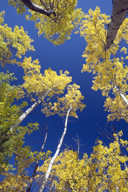 Forest During Autumn, Kananaskis, Alberta, Canada PosterPrint - Item # VARDPI1866450