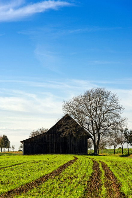 Barn and green agricultural field, Baden-Wurttemberg, Germany Poster Print - Item # VARPPI167440
